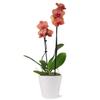 From You Flowers - Peachy Keen Orchid for Birthday, Anniversary, Get Well or Celebration view 1
