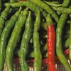 Sigaretta Dolce Sweet Pepper (80 Seed Pack) view 1