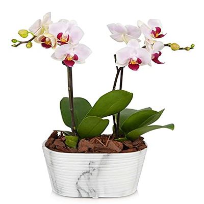 From You Flowers - Rustic Blush Mini Orchid for Birthday, Anniversary, Get Well or Celebration