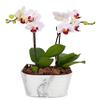 From You Flowers - Rustic Blush Mini Orchid for Birthday, Anniversary, Get Well or Celebration view 1