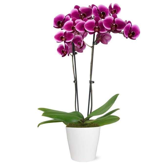 From You Flowers - Royal Purple Orchid for Birthday, Anniversary, Get Well or Celebration