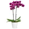 From You Flowers - Royal Purple Orchid for Birthday, Anniversary, Get Well or Celebration view 1