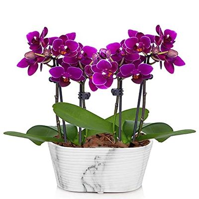 From You Flowers - Picturesque Purple Mini Orchid for Birthday, Anniversary, Get Well or Celebration