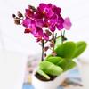 From You Flowers - Picturesque Purple Mini Orchid for Birthday, Anniversary, Get Well or Celebration view 2