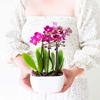 From You Flowers - Picturesque Purple Mini Orchid for Birthday, Anniversary, Get Well or Celebration view 3