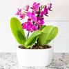 From You Flowers - Picturesque Purple Mini Orchid for Birthday, Anniversary, Get Well or Celebration view 4