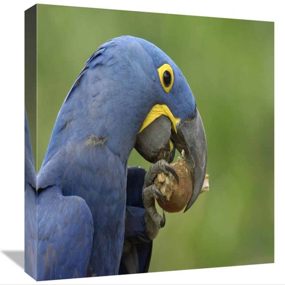 Global Gallery Hyacinth Macaw in Cerrado Habitat Eating Piassava Palm Nuts, Brazil-Canvas Art-18"x12"