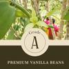 16 oz (1 lb) Organic Madagascar Whole Vanilla Beans, Grade A Vanilla Pods, Premium Vanilla Beans for Making Extract & Baking - Cooks view 2