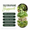 50MG Sulforaphane Supplement from Broccoli Sprouts | NRF2 Activation, Cellular Health & Immune Support | Glucoraphanin, Myrosinase & Antioxidants | Third-Party Tested | 60 Broccoli Seed Microbeadlets view 2