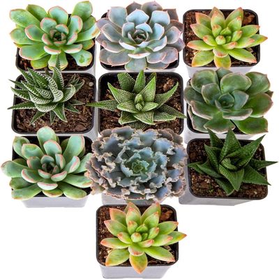 Costa Farms Succulents (10 Pack), Live 2.5 Inch Succulent Plants, Grower's Choice Houseplants, Potted in Nursery Plant Pots, Potting Soil, Gift for Bulk Baby Shower, Bridal Shower, DIY Room Dcor