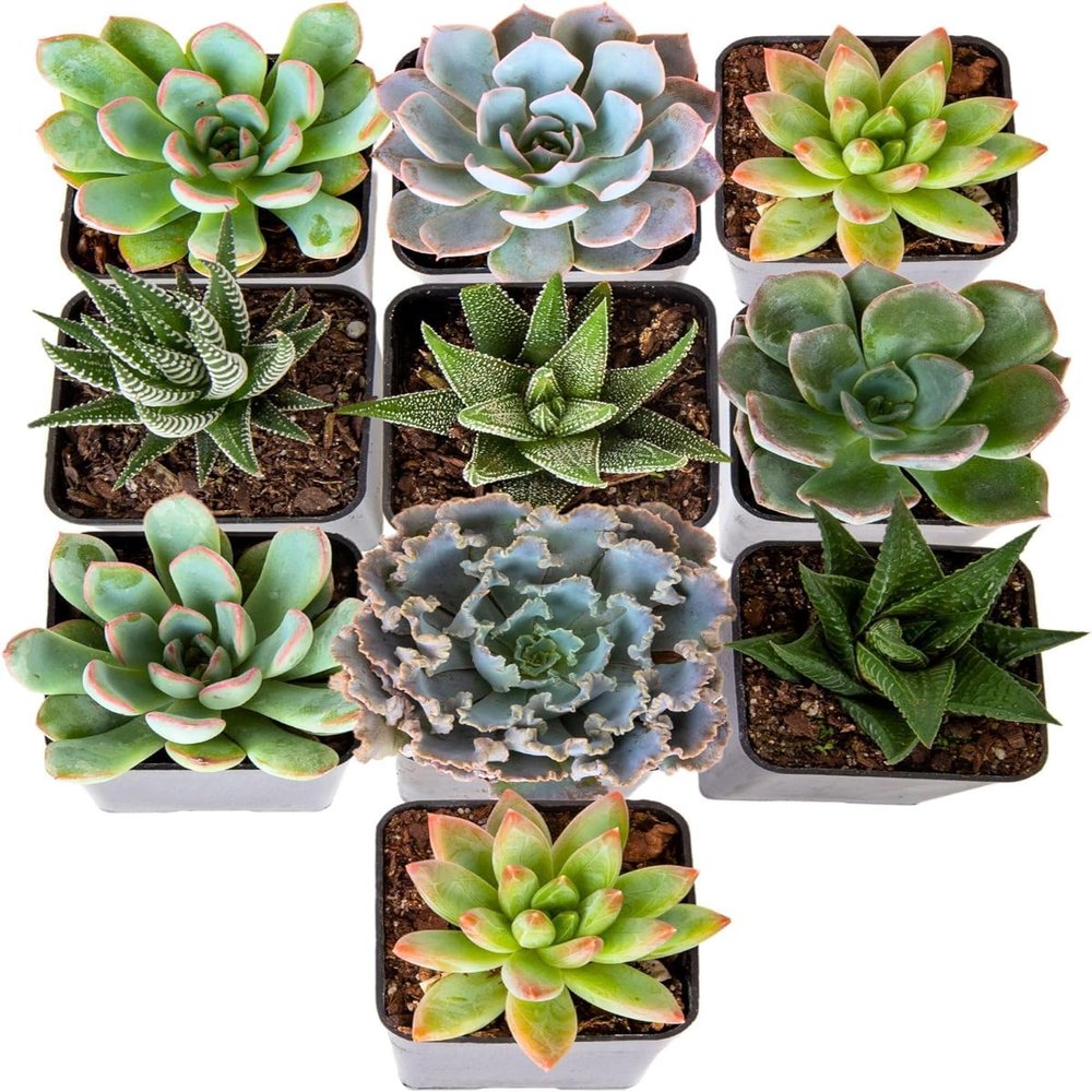 Costa Farms Succulents (10 Pack), Live 2.5 Inch Succulent Plants, Grower's Choice Houseplants, Potted in Nursery Plant Pots, Potting Soil, Gift for Bulk Baby Shower, Bridal Shower, DIY Room Dcor
