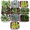 Costa Farms Succulents (10 Pack), Live 2.5 Inch Succulent Plants, Grower's Choice Houseplants, Potted in Nursery Plant Pots, Potting Soil, Gift for Bulk Baby Shower, Bridal Shower, DIY Room Dcor view 1