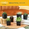 Costa Farms Succulents (10 Pack), Live 2.5 Inch Succulent Plants, Grower's Choice Houseplants, Potted in Nursery Plant Pots, Potting Soil, Gift for Bulk Baby Shower, Bridal Shower, DIY Room Dcor view 2