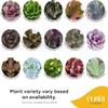 Costa Farms Succulents (10 Pack), Live 2.5 Inch Succulent Plants, Grower's Choice Houseplants, Potted in Nursery Plant Pots, Potting Soil, Gift for Bulk Baby Shower, Bridal Shower, DIY Room Dcor view 4