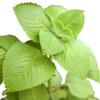 2 Cuban Oregano view 1