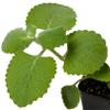 2 Cuban Oregano view 2