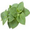 2 Cuban Oregano view 3