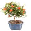 Brussel's Bonsai Live Pomegranate Outdoor Bonsai Tree-3 Years Old 6" to 10" Tall with Decorative Container, Medium view 1