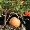 Brussel's Bonsai Live Pomegranate Outdoor Bonsai Tree-3 Years Old 6" to 10" Tall with Decorative Container, Medium view 2