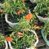 Brussel's Bonsai Live Pomegranate Outdoor Bonsai Tree-3 Years Old 6" to 10" Tall with Decorative Container, Medium view 3