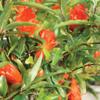 Brussel's Bonsai Live Pomegranate Outdoor Bonsai Tree-3 Years Old 6" to 10" Tall with Decorative Container, Medium view 4