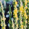 100% Dried Mullein Flowers (Verbascum thapsus) | Net Weight: 0.52oz / 15g | Soothing, slightly sweet tea with many benefits - Used for edible flower decorations on salads/toppings view 4