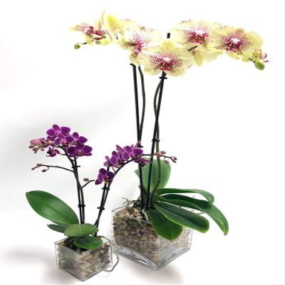 Athena's Garden 2 Kits of Real Naturally Vibrant Double Stem Large 5" Yellow Phalaenopsis Orchid & 3" Purple Phalaenopsis Orchid Flowers in Glass Cube Vase, Long Lasting, Easy Care