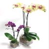 Athena's Garden 2 Kits of Real Naturally Vibrant Double Stem Large 5" Yellow Phalaenopsis Orchid & 3" Purple Phalaenopsis Orchid Flowers in Glass Cube Vase, Long Lasting, Easy Care view 1