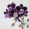 Athena's Garden 2 Kits of Real Naturally Vibrant Double Stem Large 5" Yellow Phalaenopsis Orchid & 3" Purple Phalaenopsis Orchid Flowers in Glass Cube Vase, Long Lasting, Easy Care view 2