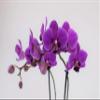 Athena's Garden 2 Kits of Real Naturally Vibrant Double Stem Large 5" Yellow Phalaenopsis Orchid & 3" Purple Phalaenopsis Orchid Flowers in Glass Cube Vase, Long Lasting, Easy Care view 3
