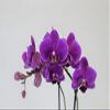 Athena's Garden Live Orchid Plant, Purple, Double Spike Phalaenopsis Blooming in Glass Container, Long Lasting, Easy Care, Model: Orchid PA-OPP3P view 4