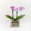 Athena's Garden Live Orchid Plant, Light Pink Double Spike Phalaenopsis in Container, Long Lasting, Easy Care (Orchid PA-OPP3LPSQ4) view 1