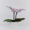Athena's Garden Live Orchid Plant, Light Pink Double Spike Phalaenopsis in Container, Long Lasting, Easy Care (Orchid PA-OPP3LPSQ4) view 2