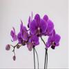 Athena's Garden Live Orchid Plant, Light Pink Double Spike Phalaenopsis in Container, Long Lasting, Easy Care (Orchid PA-OPP3LPSQ4) view 3