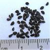 150 Nigella Sativa Black Cumin Spice Black Caraway Fennel Flower Herb Seeds view 1