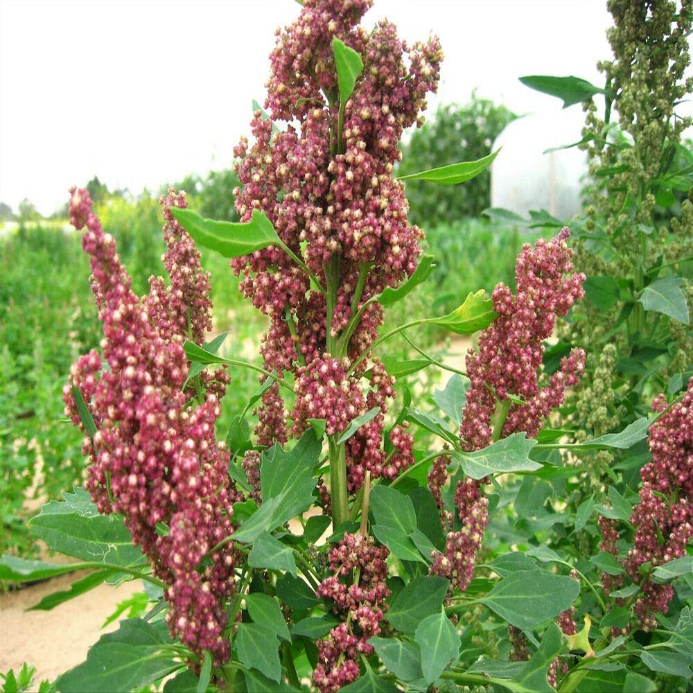100 Organic Cocoa Cherry Quinoa Grain Chenopodium Quinoa Red & Brown Seeds