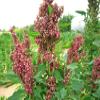 100 Organic Cocoa Cherry Quinoa Grain Chenopodium Quinoa Red & Brown Seeds view 1