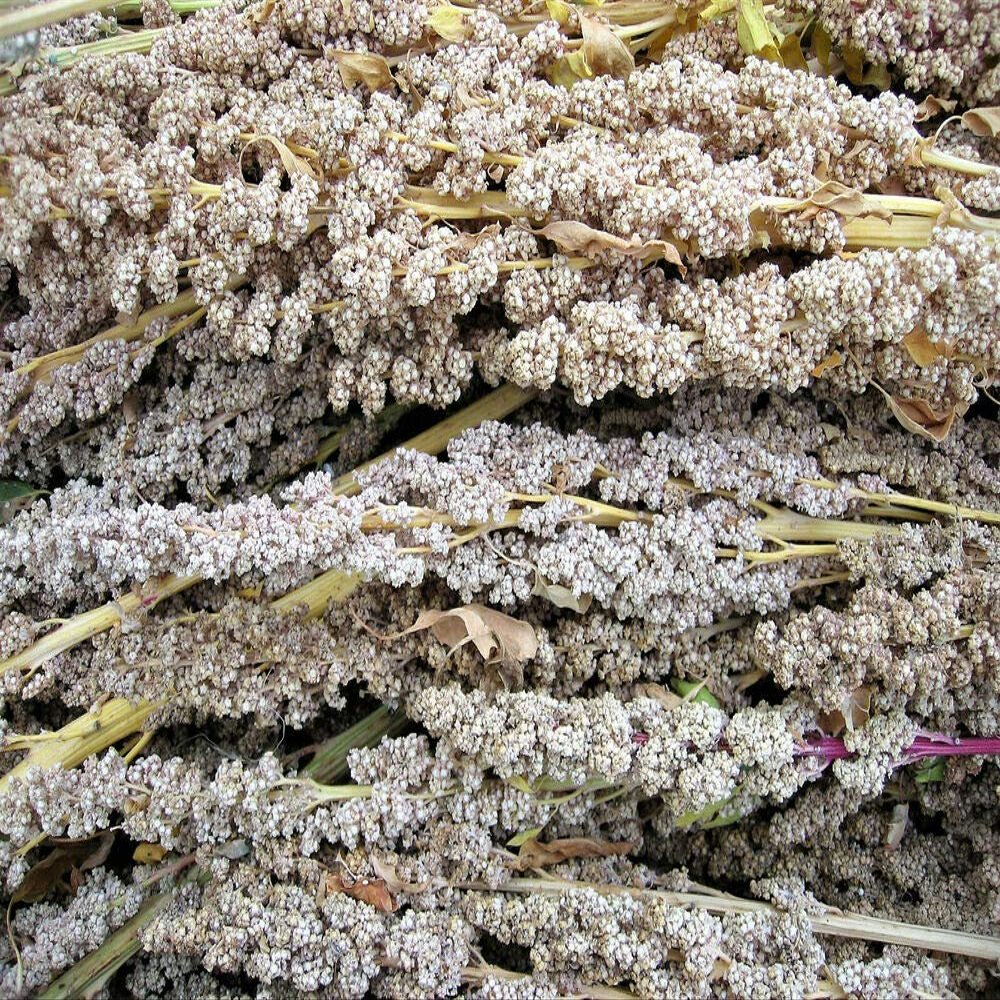 100 Organic Peppermint Quinoa Grain Chenopodium Quinoa White Green - White Seeds