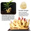 YUHO Pickled Sushi Ginger 24 Oz Japanese White Sushi Ginger Gari Fat Free, Sugar Free, Kosher, Low cal  2 Jars of 12 oz view 3