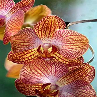 Home Comforts Butterfly Orchid Phalaenopsis Pink Flowers Orchid Vivid Imagery Laminated Poster Print-20 Inch by 30 Inch Laminated Poster With Bright Colors And Vivid Imagery