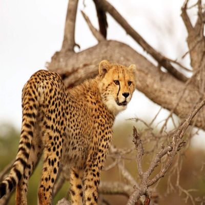 1/2 Sheet - Cheetah African Birthday - D21347 - 2D Edible Cake/Cupcake Party Topper