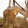 1/2 Sheet - Cheetah African Birthday - D21347 - 2D Edible Cake/Cupcake Party Topper view 1