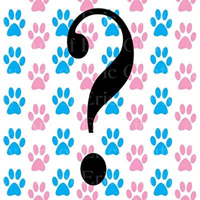 1/2 Sheet - She or He? Gender Reveal Baby Shower - D22096-2D Edible Cake/Cupcake Party Topper - D22096