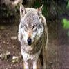1/2 Sheet - Artistic Wild Wolf Birthday - D22004 - 2D Edible Cake/Cupcake Party Topper - D22004