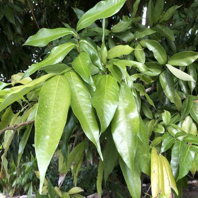 15 Fresh Mango Leaves