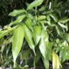 15 Fresh Mango Leaves view 1