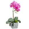 SilksAreForever 16" Silk Phalaenopsis Orchid & Succulent Flower Arrangement w/Cement Pot -Orchid (Pack of 2) view 1