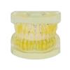28 Teeth Removable Standard Dental Model (Removable Standard Dental Model (28pcs Teeth,Hard Gum)) view 1