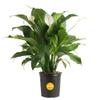 Costa Farms Spathiphyllum Peace Lily Live Indoor Plant, 3-Foot view 1