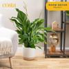 Costa Farms Spathiphyllum Peace Lily Live Indoor Plant, 3-Foot view 2